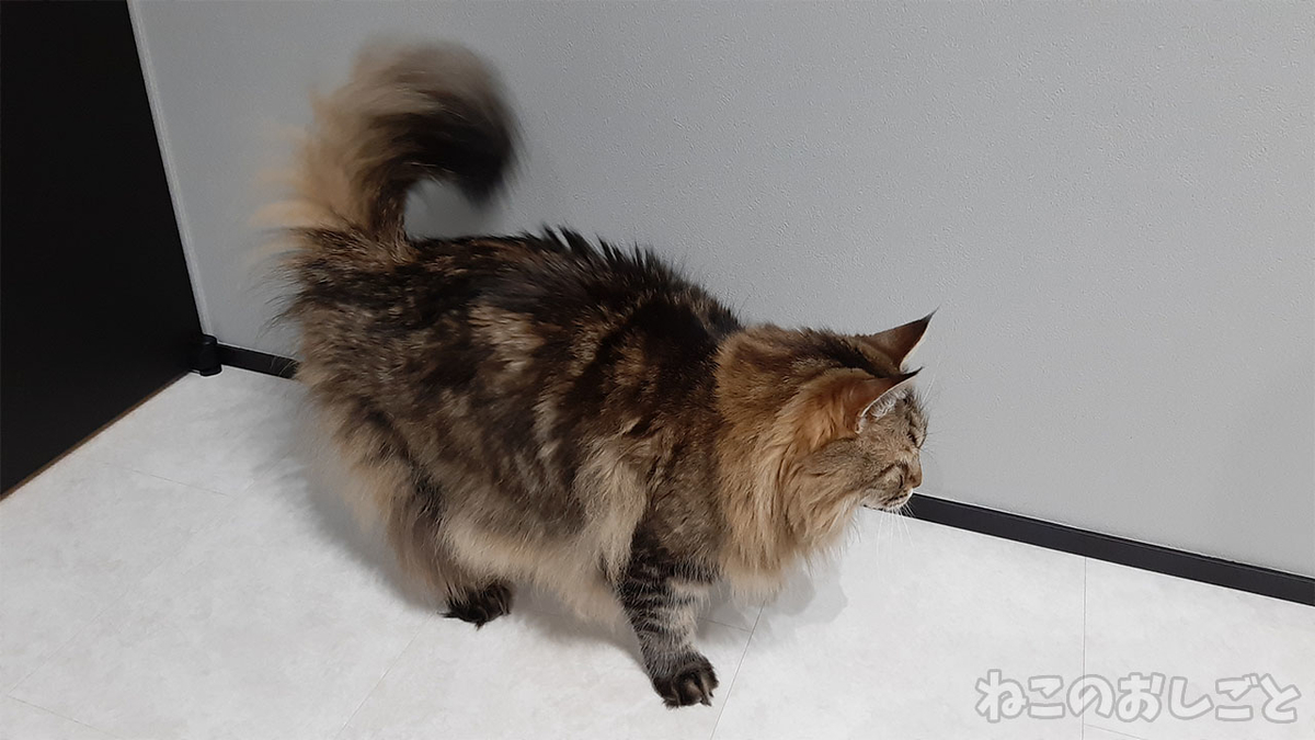 f:id:necozuki299:20210615224011j:plain