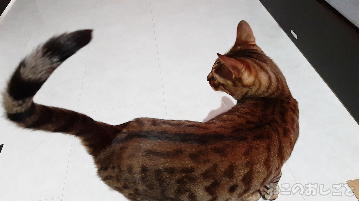 f:id:necozuki299:20210616141411j:plain