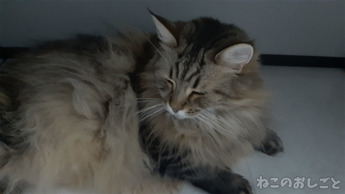 f:id:necozuki299:20210618214126j:plain