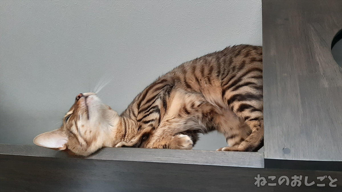 f:id:necozuki299:20210620132812j:plain