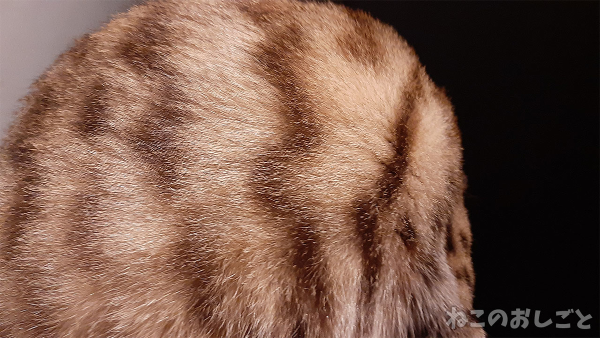 f:id:necozuki299:20210623180418j:plain