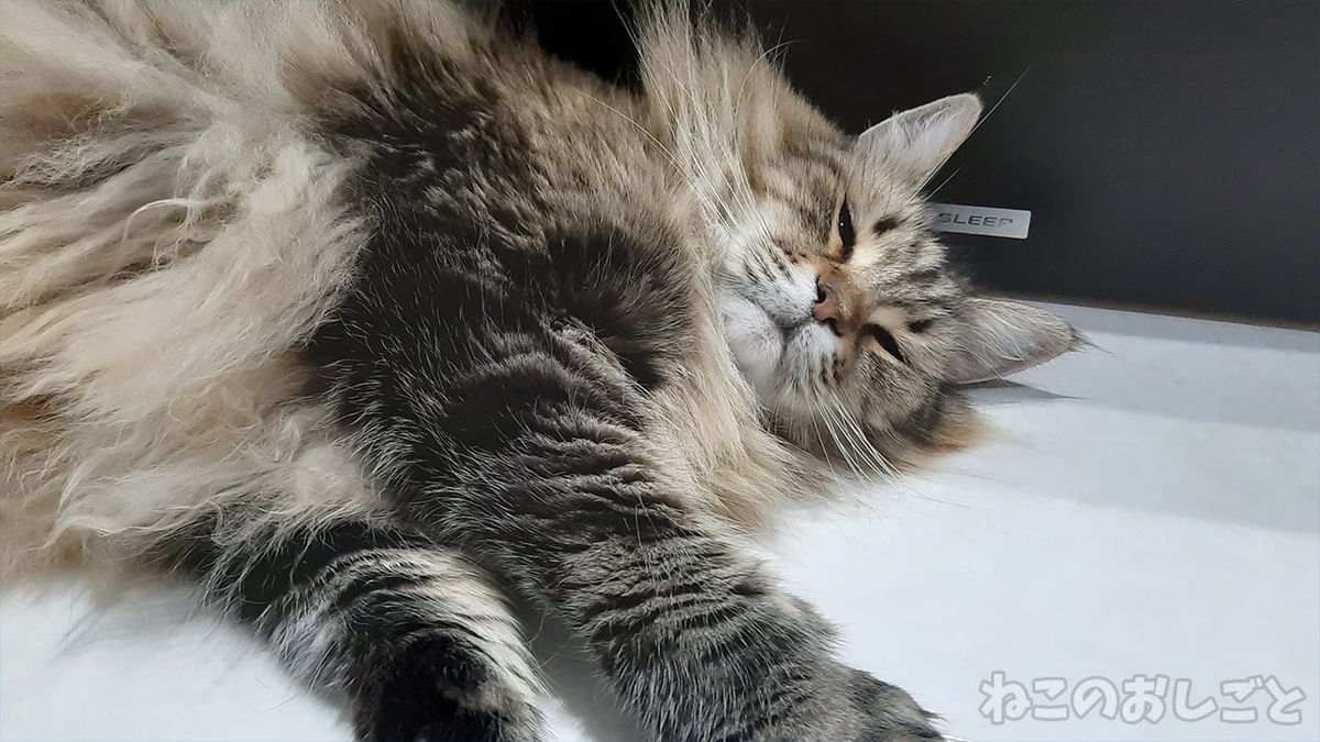 f:id:necozuki299:20210701215847j:plain