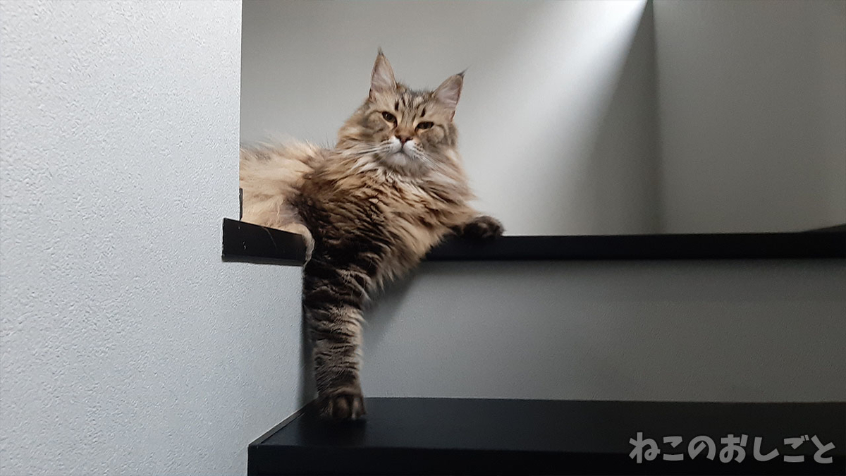 f:id:necozuki299:20210704190912j:plain