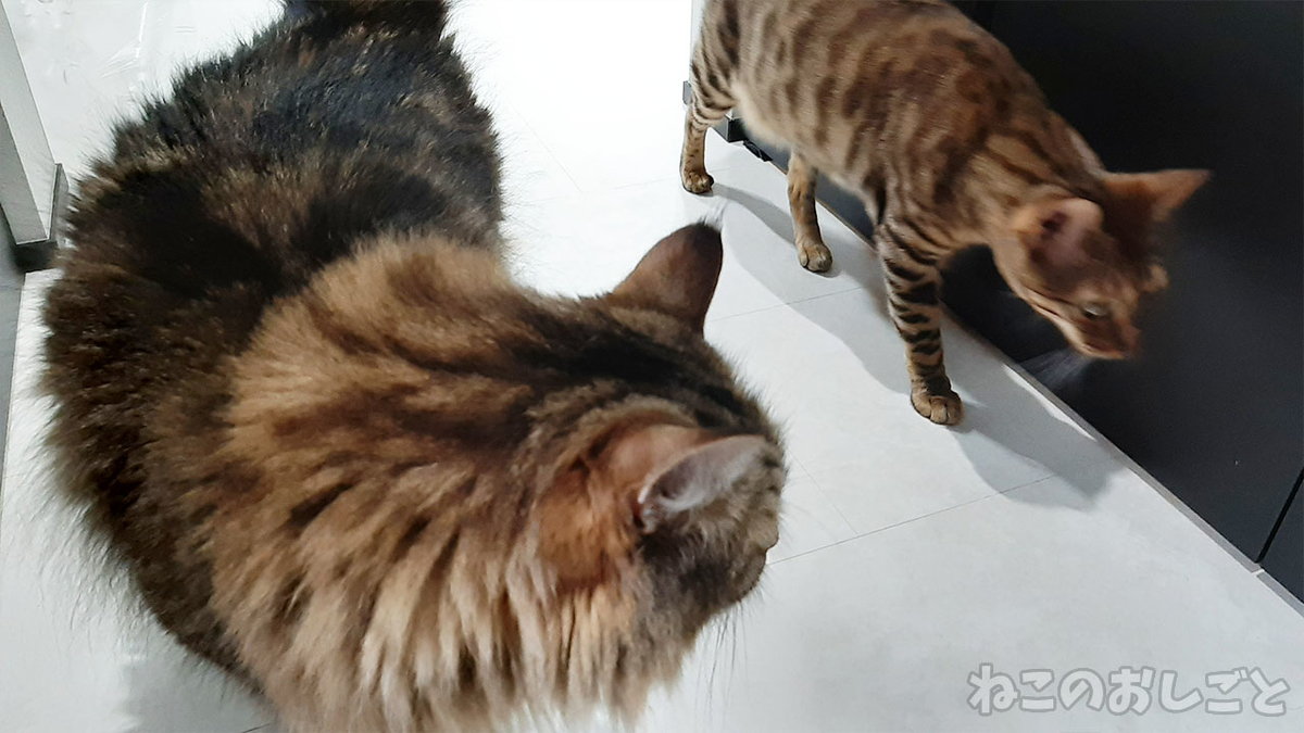 f:id:necozuki299:20210709170019j:plain