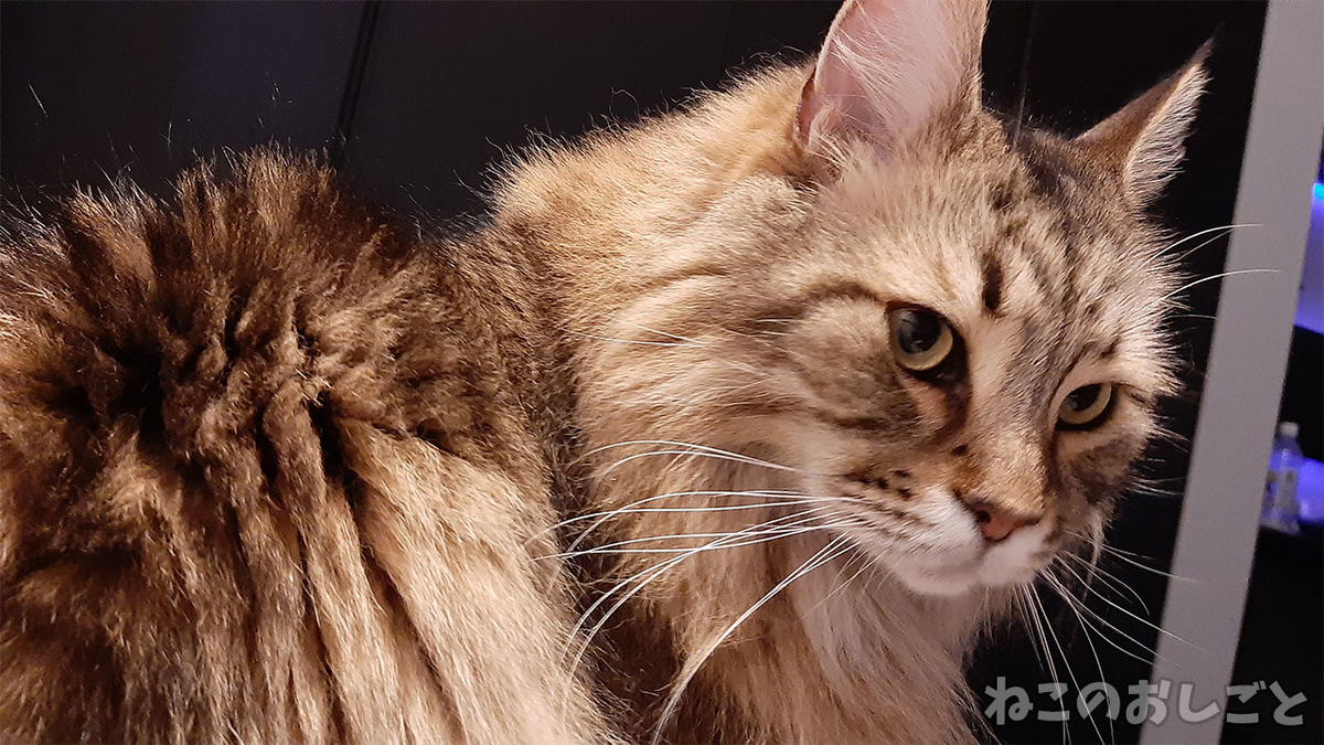 f:id:necozuki299:20210711144109j:plain