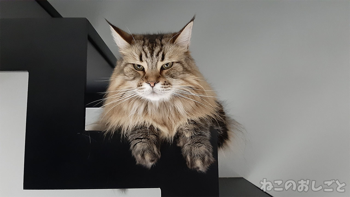 f:id:necozuki299:20210816160214j:plain