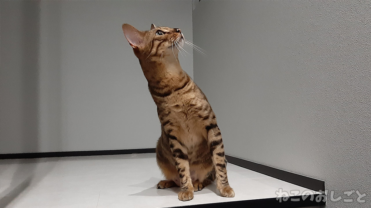 f:id:necozuki299:20210830220126j:plain