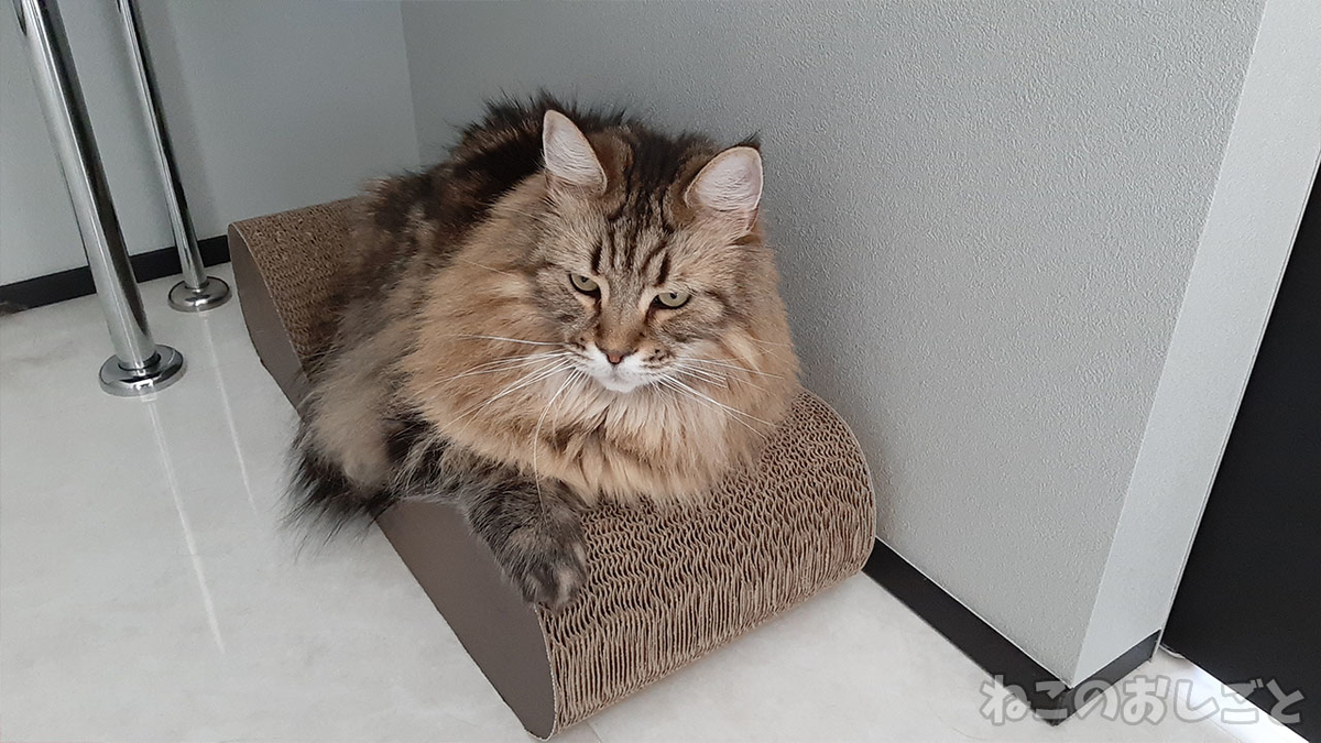 f:id:necozuki299:20210912105632j:plain