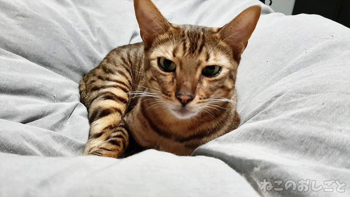 f:id:necozuki299:20211012102323j:plain