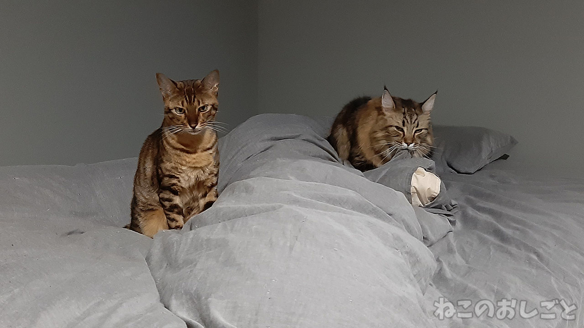 f:id:necozuki299:20211029181704j:plain