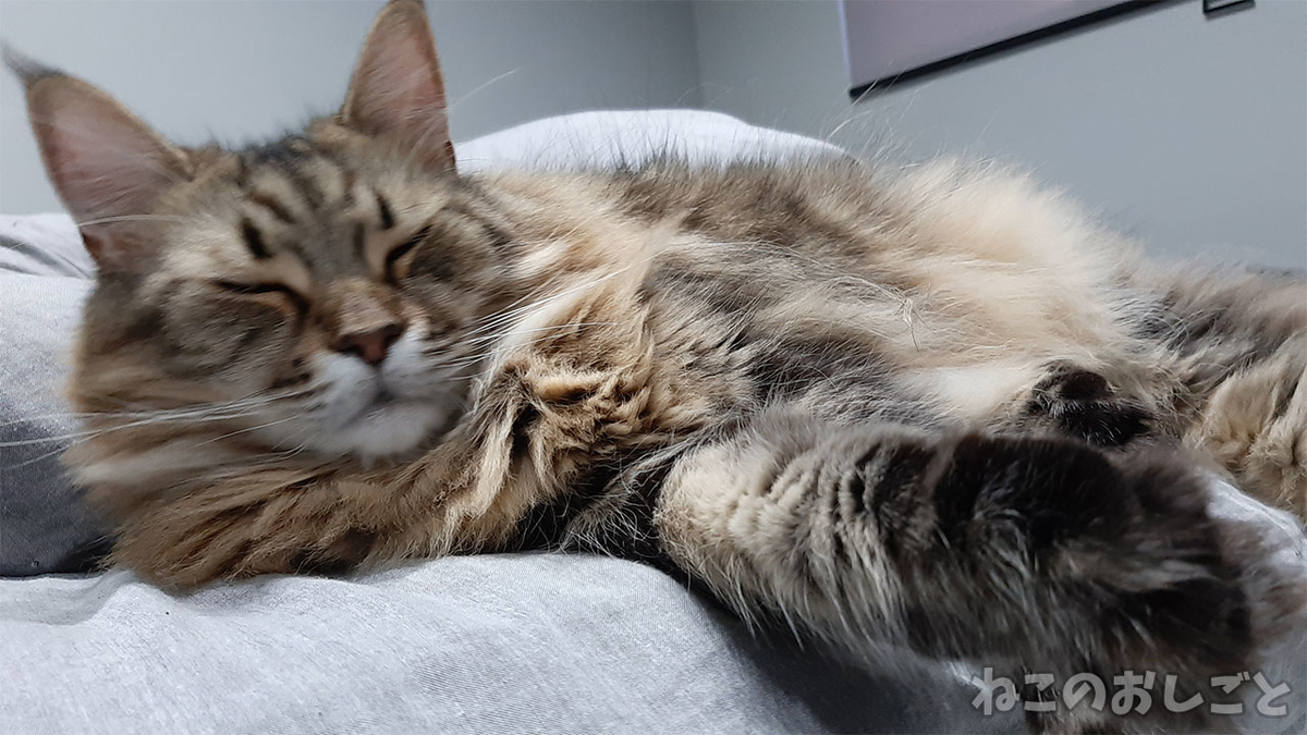 f:id:necozuki299:20211102160837j:plain