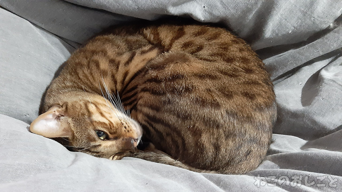 f:id:necozuki299:20211105154911j:plain