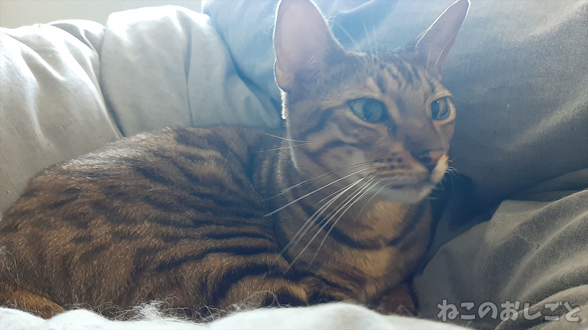 f:id:necozuki299:20211106130923j:plain