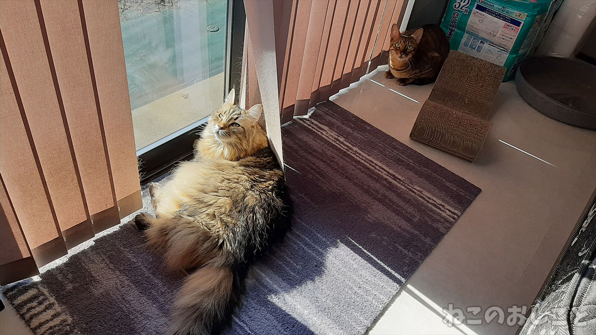 f:id:necozuki299:20211107115953j:plain