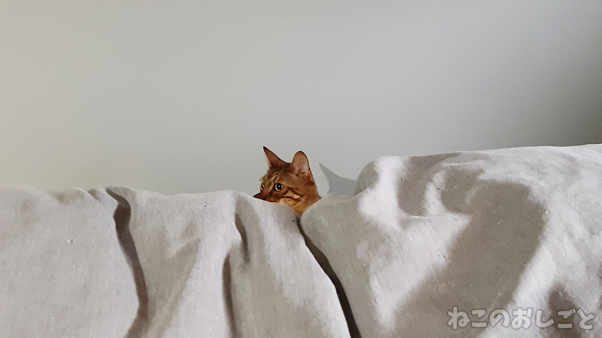 f:id:necozuki299:20211128160222j:plain