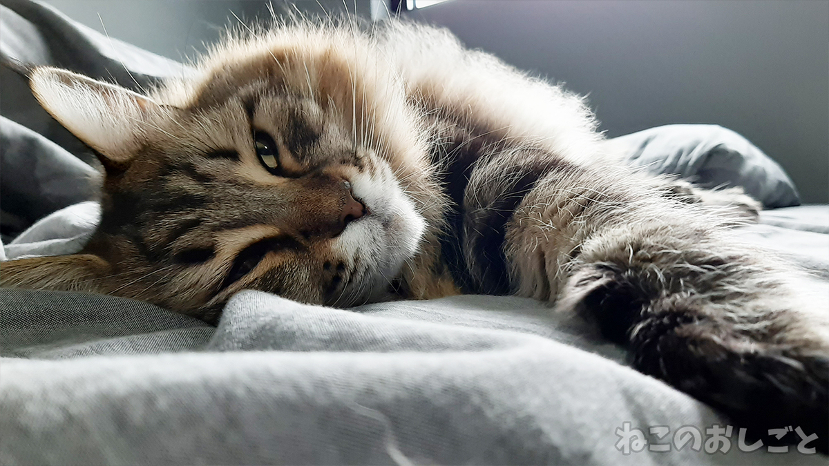 f:id:necozuki299:20211204114018j:plain