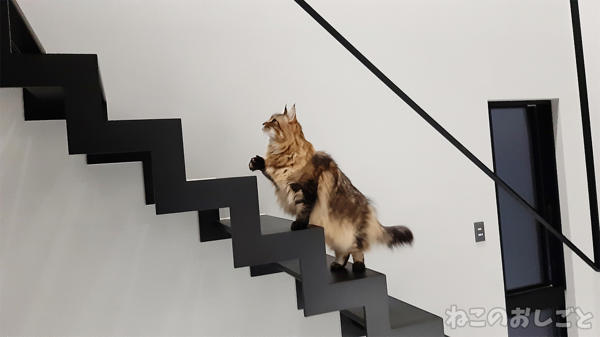 f:id:necozuki299:20211209204342j:plain