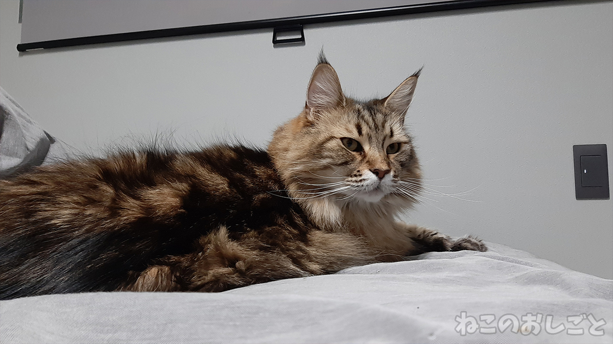 f:id:necozuki299:20211220164821j:plain