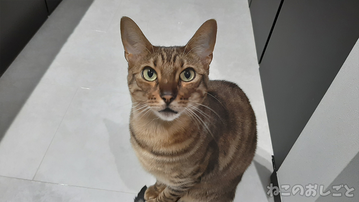 f:id:necozuki299:20220102192855j:plain