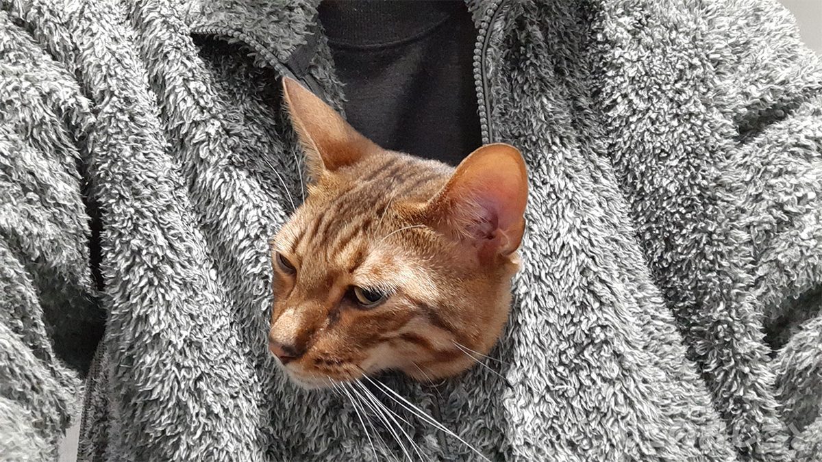 f:id:necozuki299:20220111145237j:plain