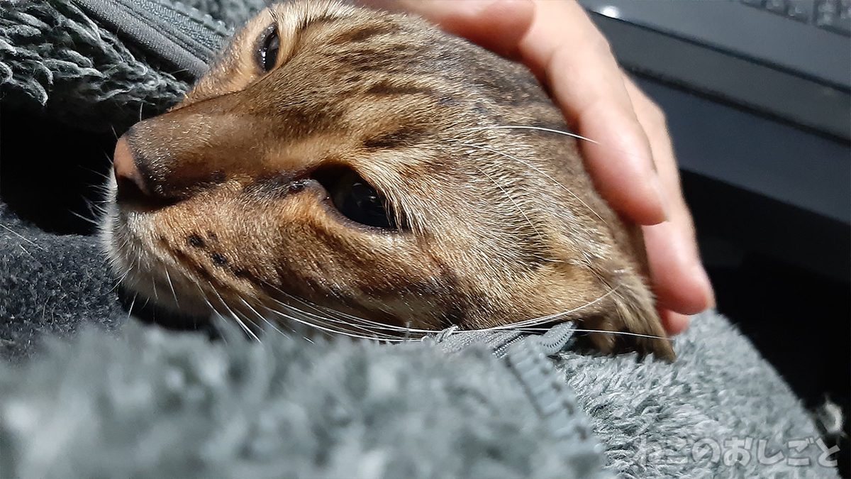 f:id:necozuki299:20220111145436j:plain