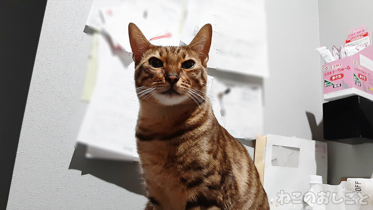 f:id:necozuki299:20220111150751j:plain