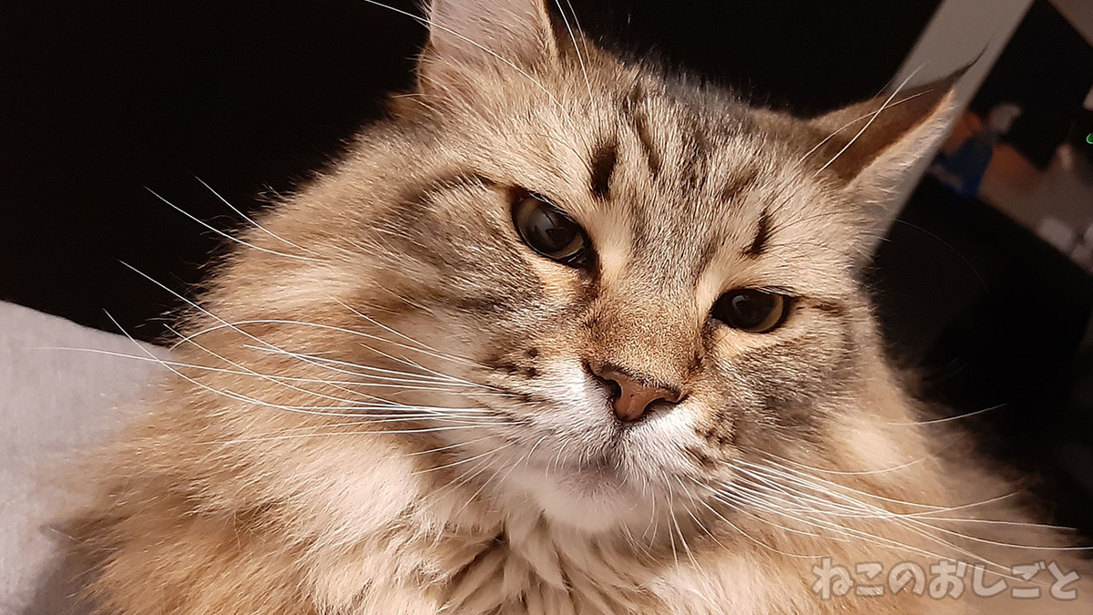 f:id:necozuki299:20220111152215j:plain