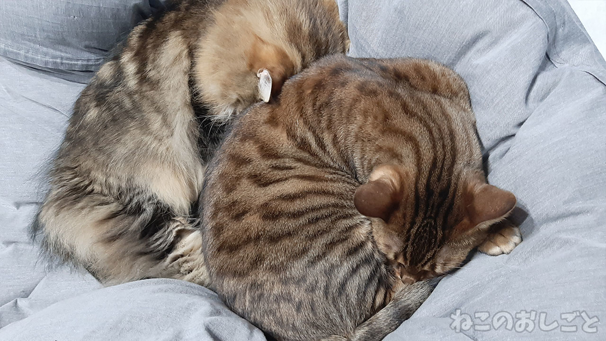 f:id:necozuki299:20220128160605j:plain