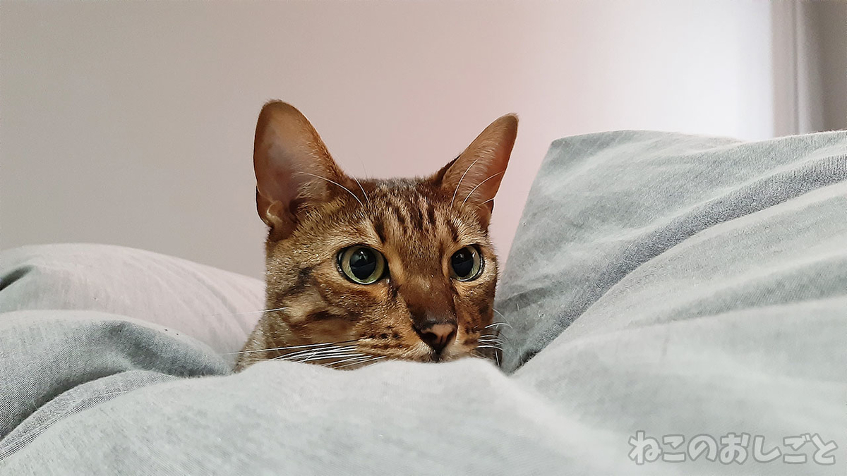 f:id:necozuki299:20220130133205j:plain