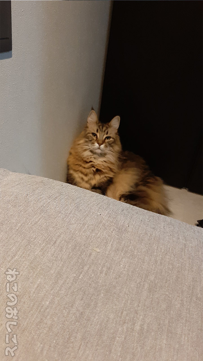 f:id:necozuki299:20220206165102j:plain