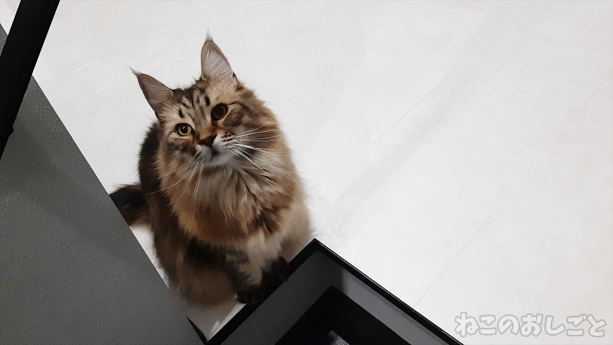 f:id:necozuki299:20220215175407j:plain