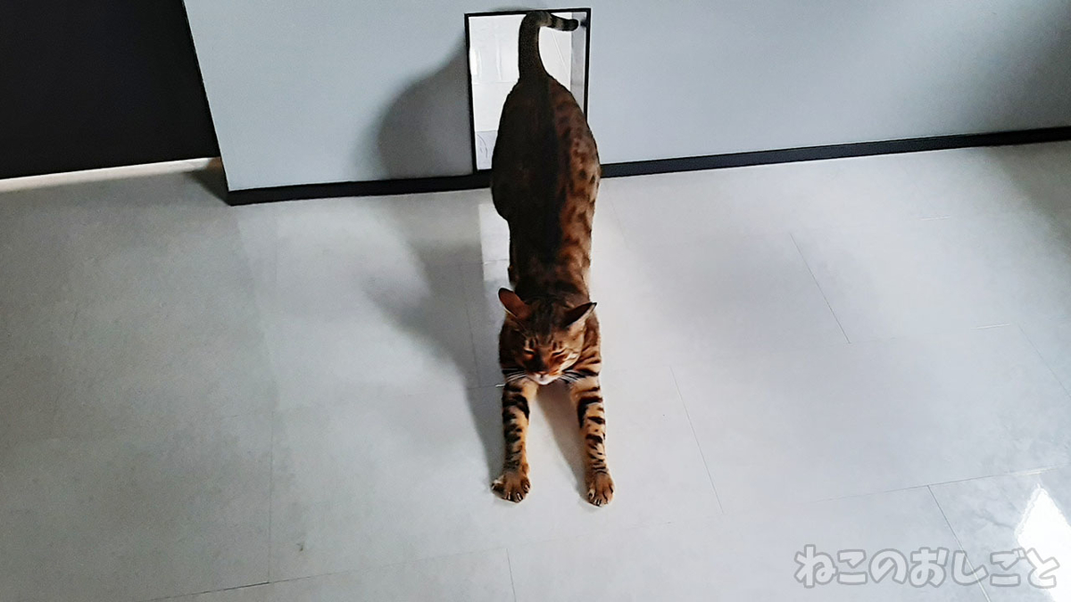 f:id:necozuki299:20220217160904j:plain