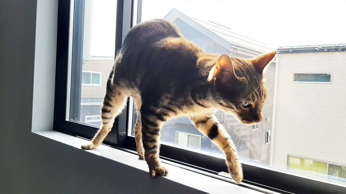 f:id:necozuki299:20220324130707j:plain