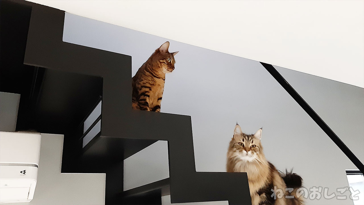 f:id:necozuki299:20220405181614j:plain