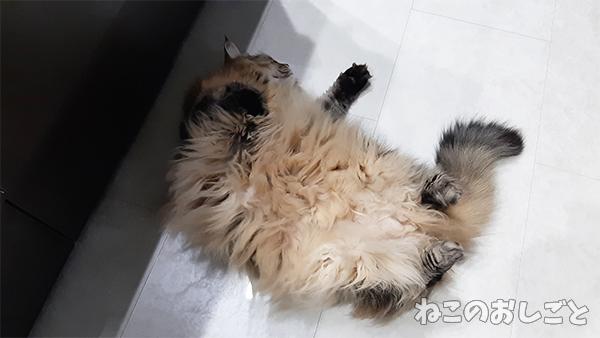 今日の猫ちゃんの様子　ノルウェージャンフォレストキャット