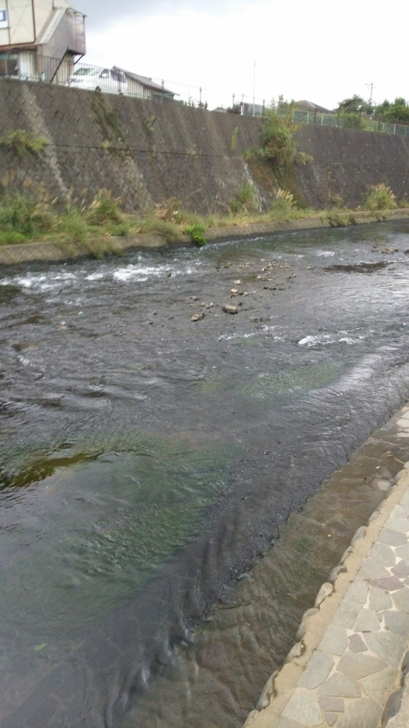 川沿いの遊歩道 若干汚れてますが、川を近くっで見れて気持ちが落ち着きます