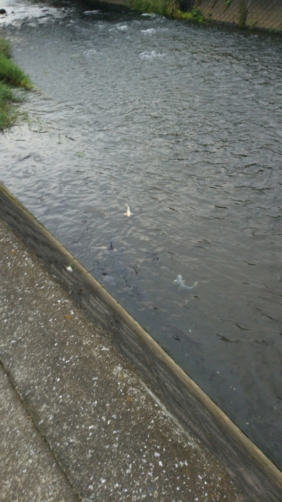 白と黒の魚 散歩中に見つけた鯉2