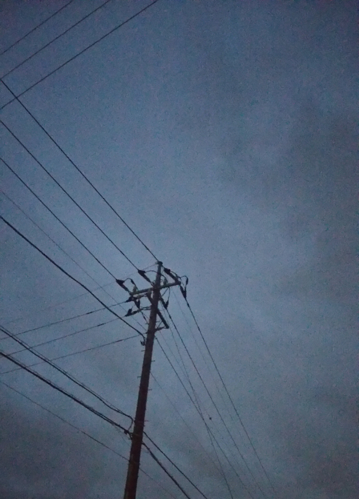 早朝に散歩しようと思ったら雨だったのでプログラムをした