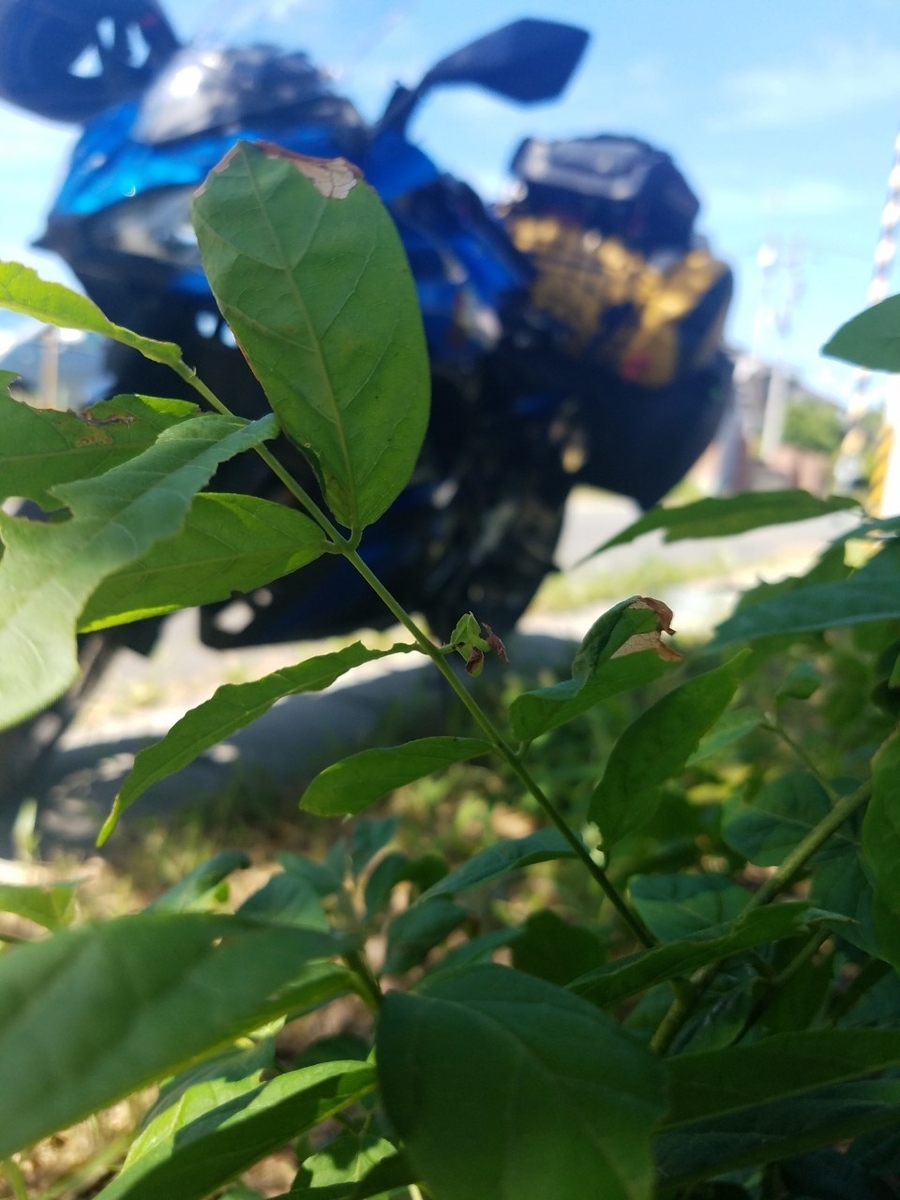 f:id:neet_250:20190529215603j:plain f:id:neet_250:20190529215603j:plain
