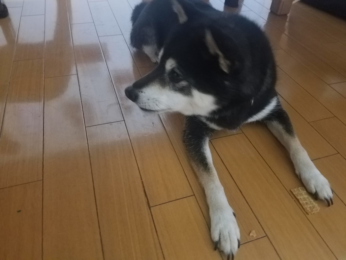 f:id:neet_250:20190529215801j:plain f:id:neet_250:20190529215801j:plain