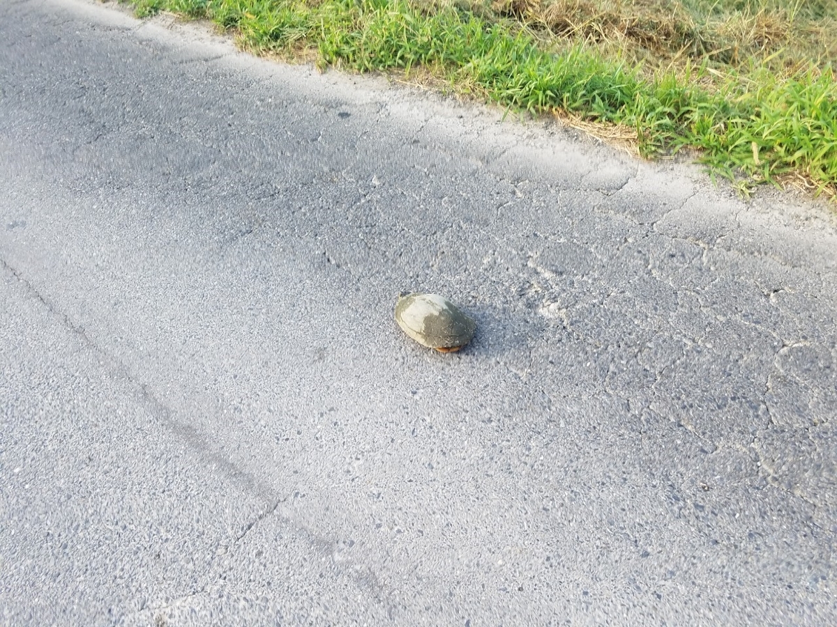 f:id:neet_250:20190610201019j:plain f:id:neet_250:20190610201019j:plain