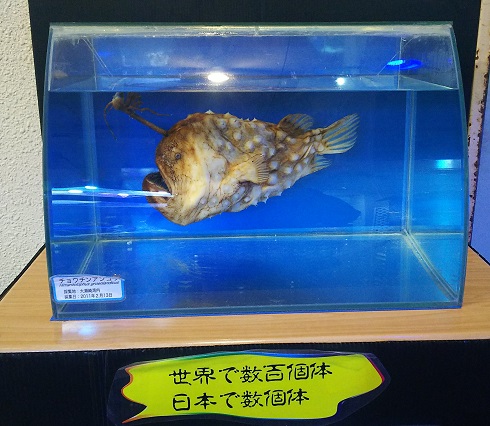 f:id:nefeterius:20190514213613j:plain