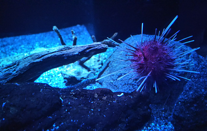 f:id:nefeterius:20190918202953p:plain f:id:nefeterius:20190918202953p:plain