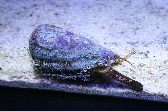f:id:nefeterius:20190918203300p:plain f:id:nefeterius:20190918203300p:plain