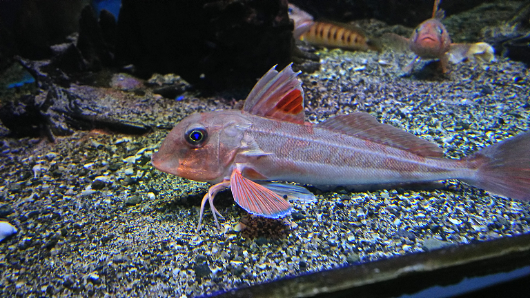 f:id:nefeterius:20190918205355p:plain f:id:nefeterius:20190918205355p:plain