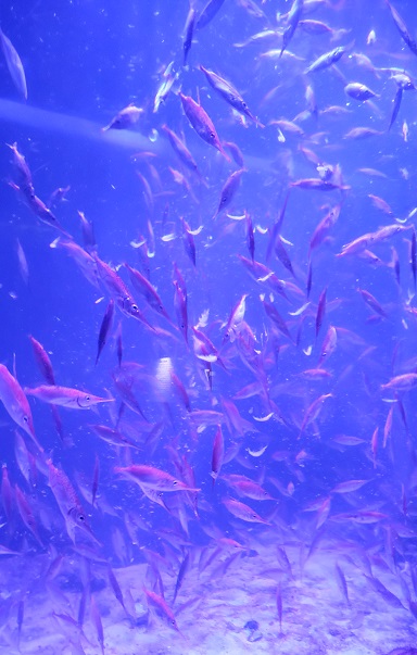 f:id:nefeterius:20200119001119j:plain f:id:nefeterius:20200119001119j:plain