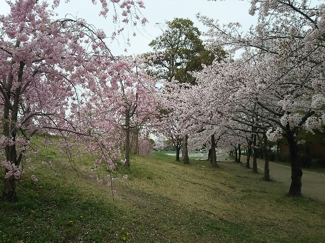f:id:negi_a:20170410202132j:image