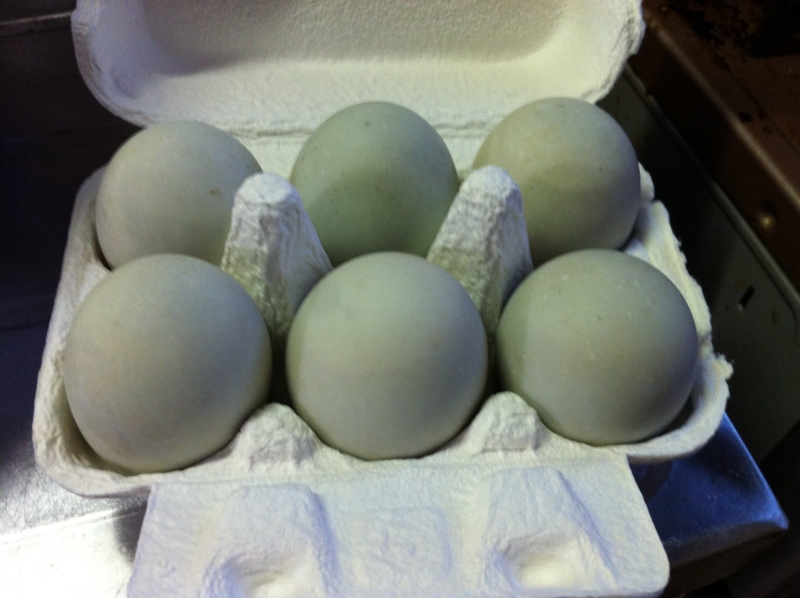 f:id:negineesan:20140603184116j:plain