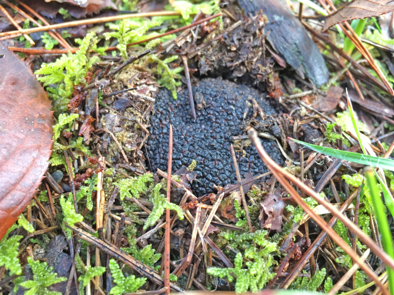 f:id:negineesan:20161029085212j:plain