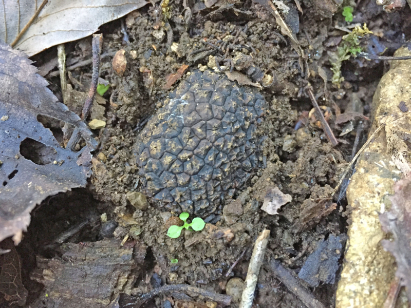 f:id:negineesan:20161029113014j:plain